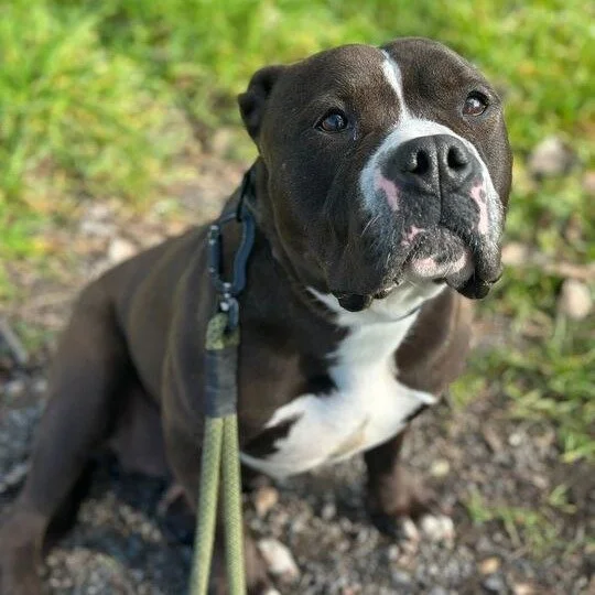 Lucy before adoption