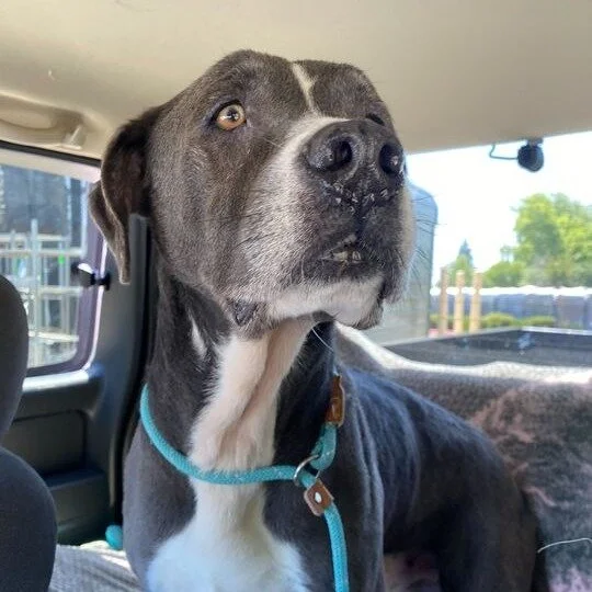 Eli before adoption
