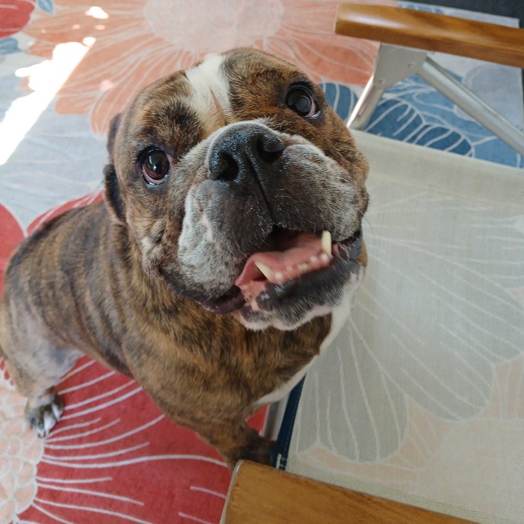 Ava before adoption