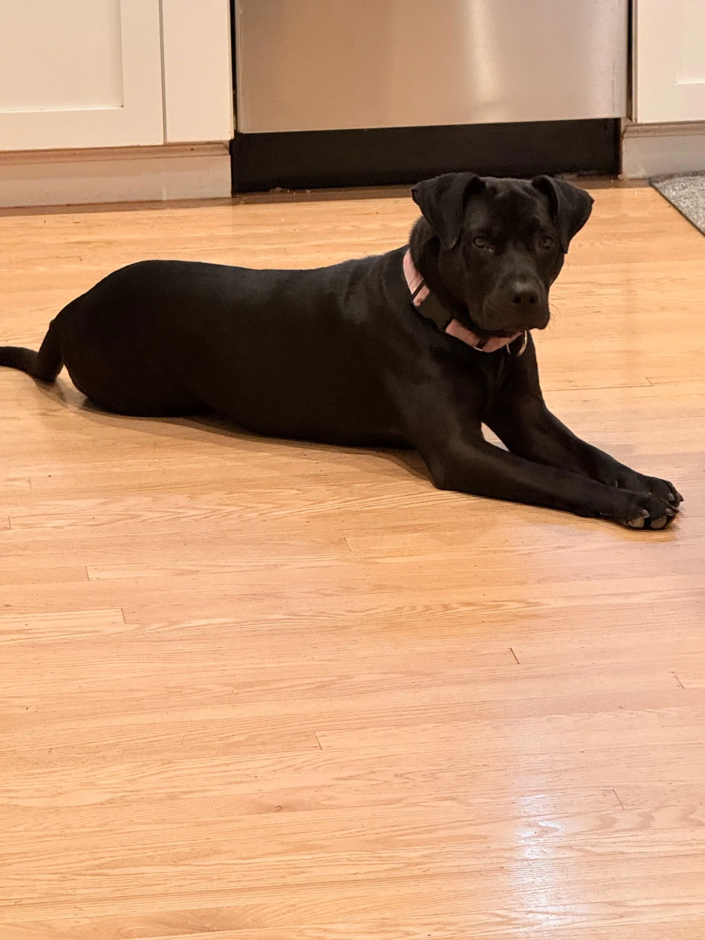 Charlotte with new family