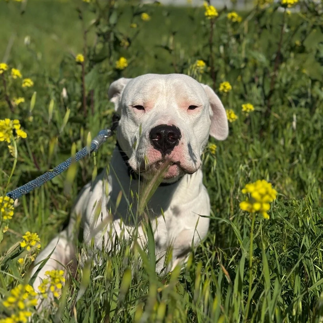 Olaf before adoption