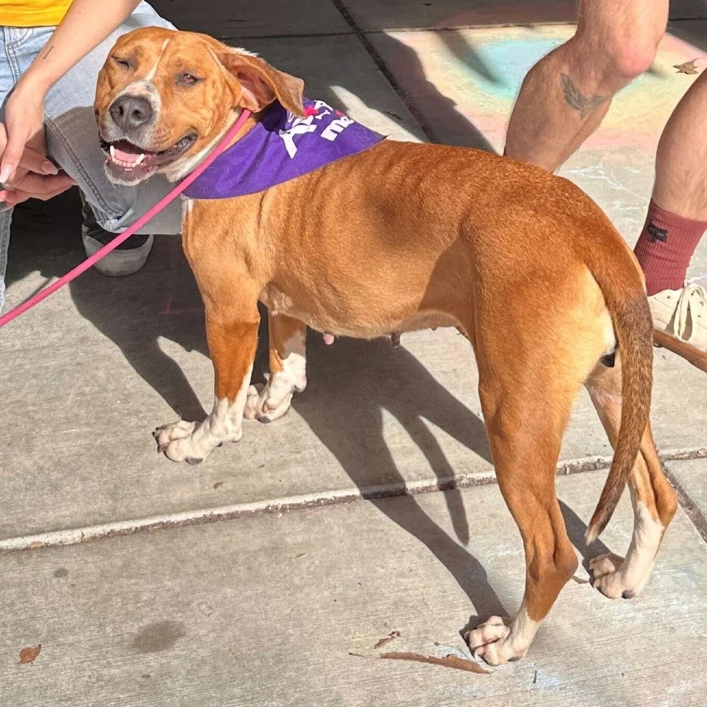 Jazzy before adoption