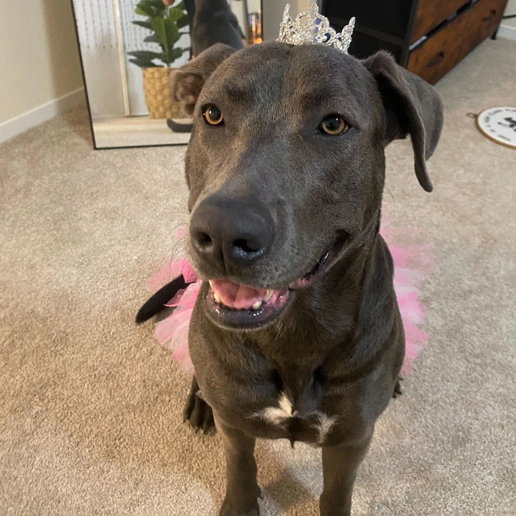 Blueberry before adoption