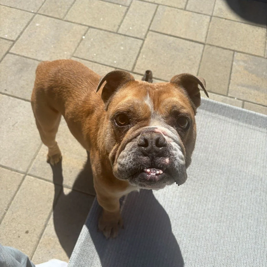 Thor before adoption