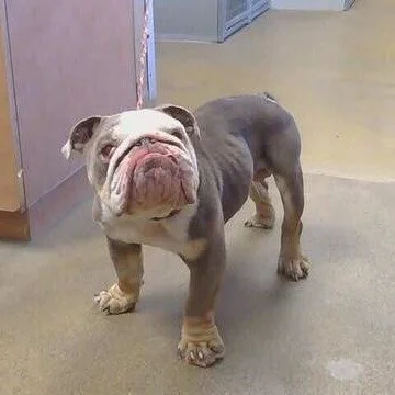 Humphrey before adoption