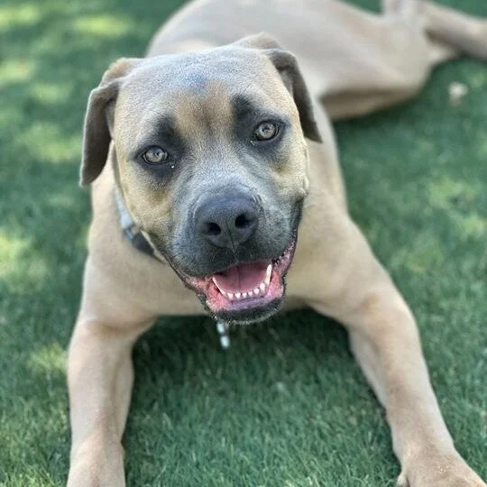 Indie before adoption
