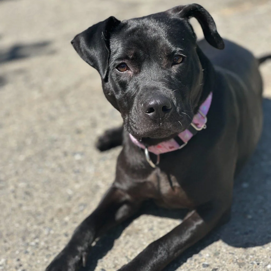 Charlotte before adoption