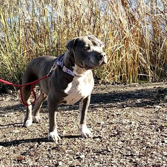 Madison before adoption