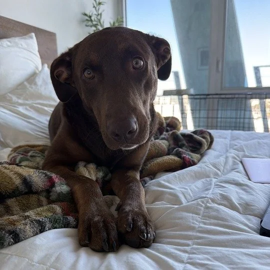 Mocha before adoption