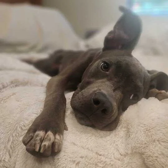 Ceecee before adoption