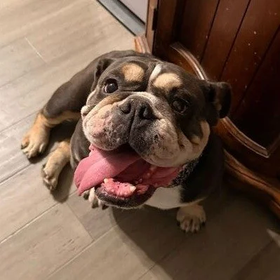 Duchess before adoption