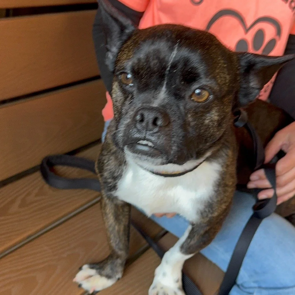 Blake before adoption