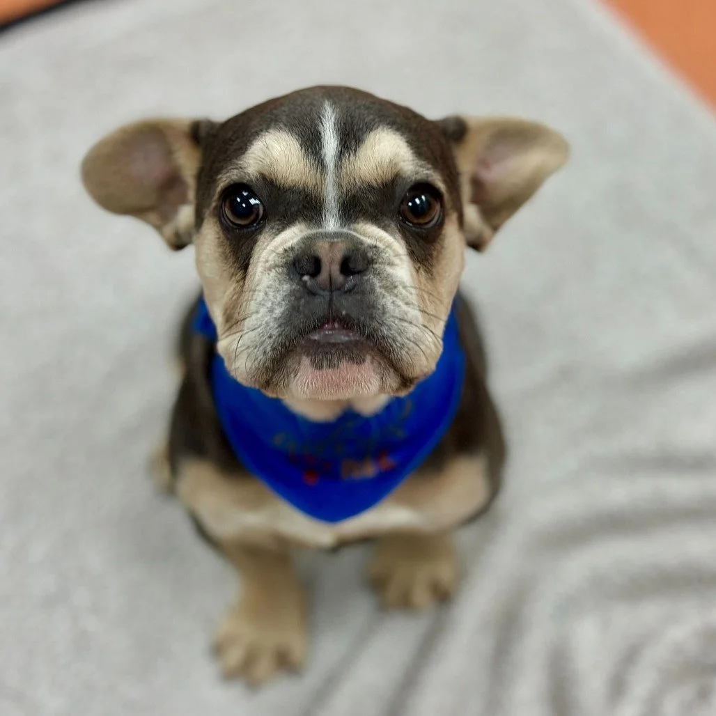 Gizmo before adoption