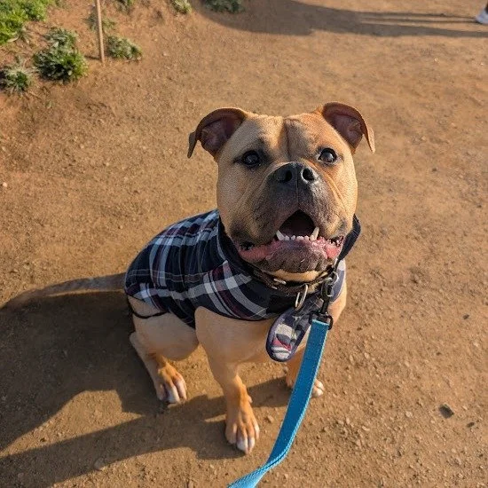 Arrow before adoption