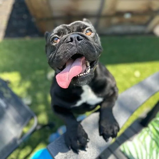 Rocket before adoption