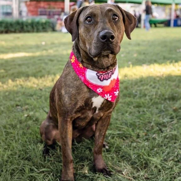 Nami before adoption