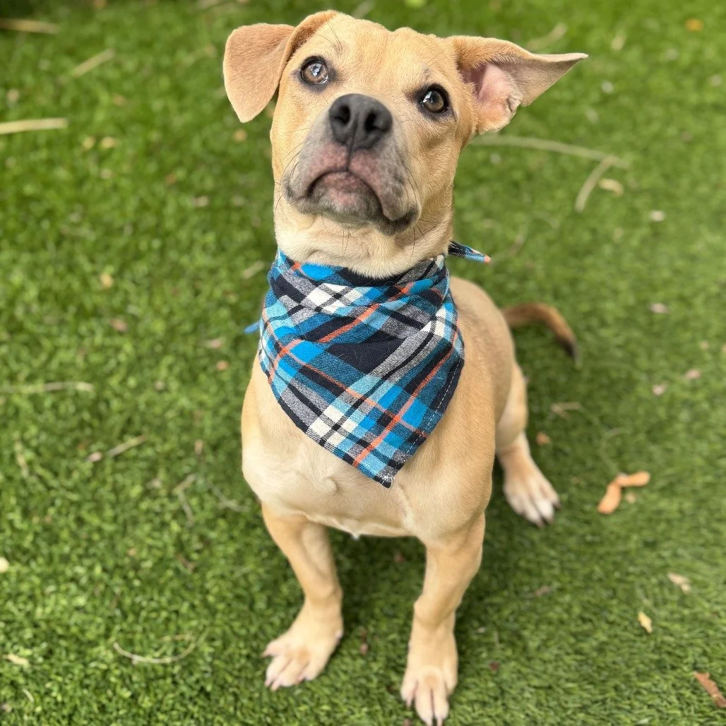Copper before adoption