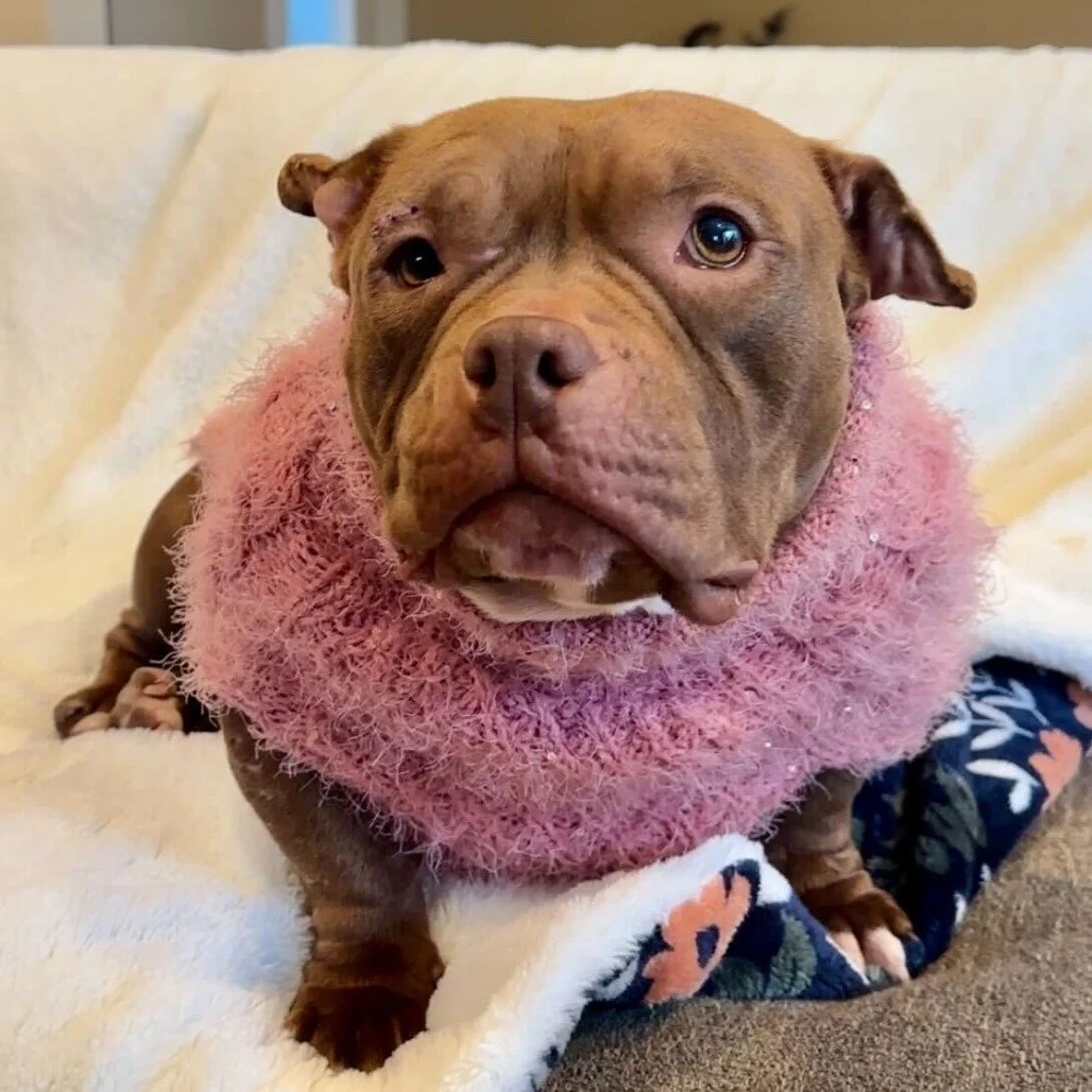 Guppy before adoption