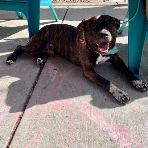 Rocky Road before adoption