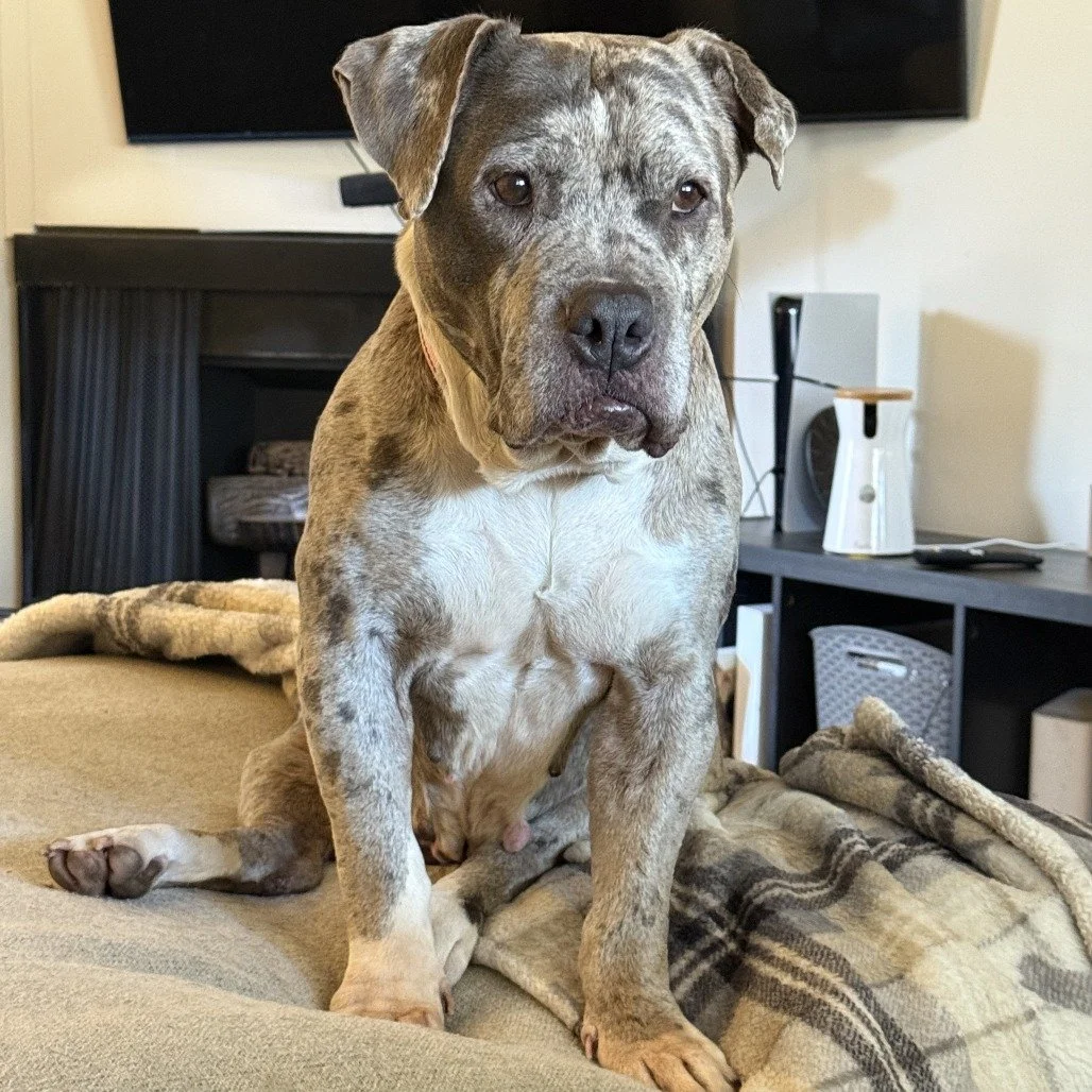 Moonshine before adoption