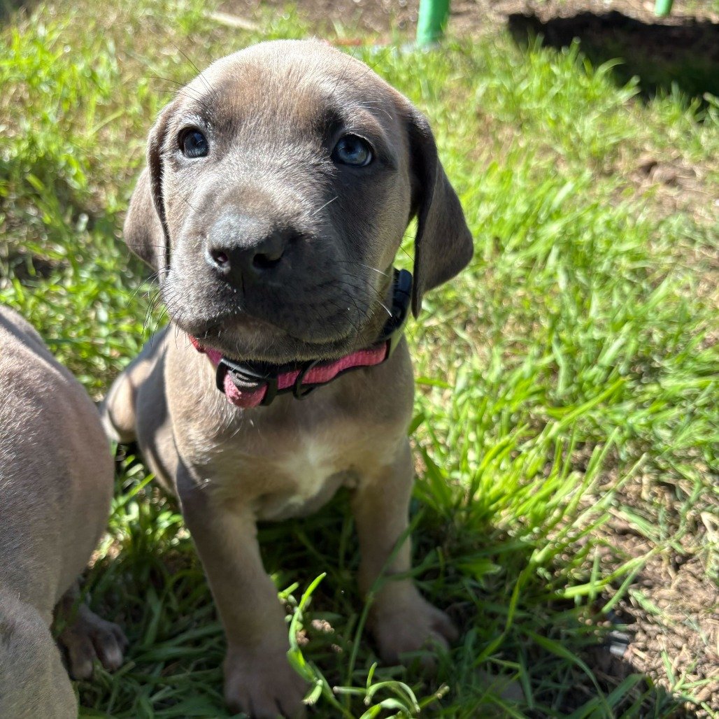 Polly before adoption