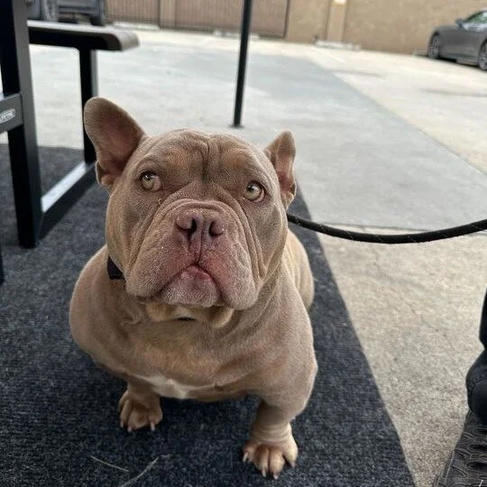 Miss Piggy before adoption