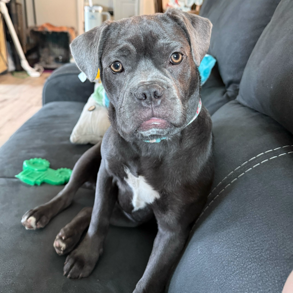 Mila before adoption