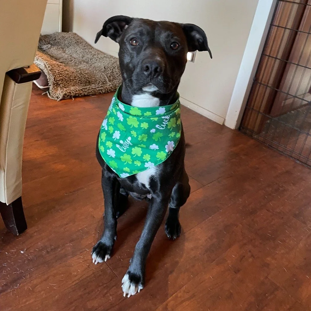 Aspen before adoption