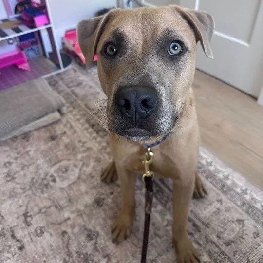 Dawson before adoption