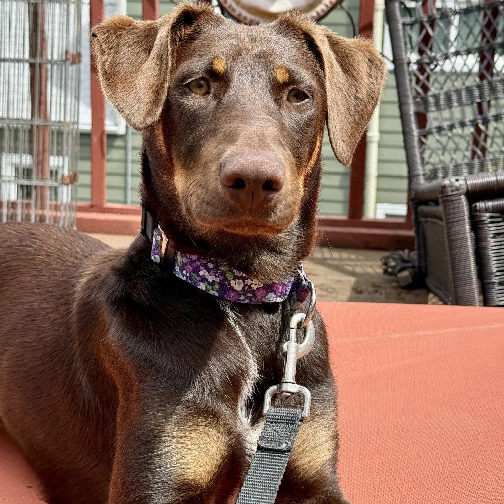 Rue fka Leiaroo before adoption