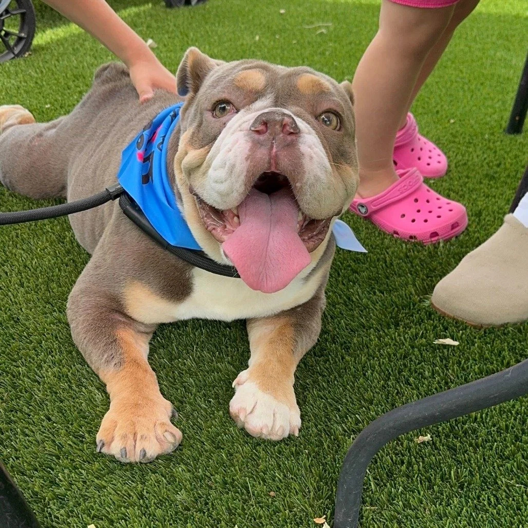 Chiffon before adoption