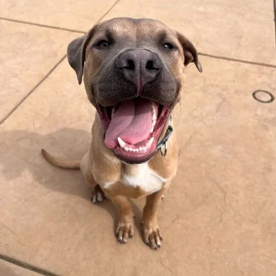 Wally before adoption