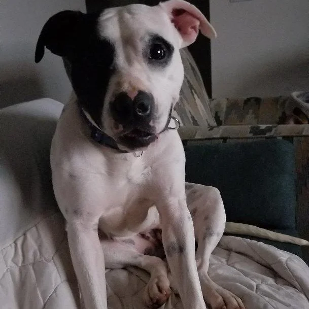 Zinnia before adoption