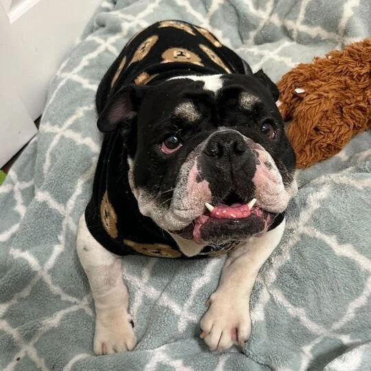 Ralphie before adoption