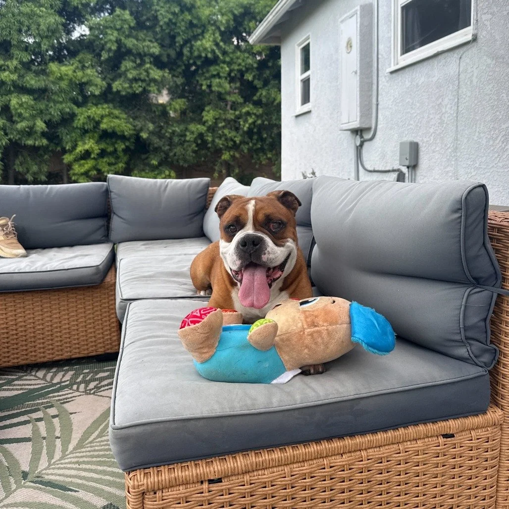 Sam before adoption