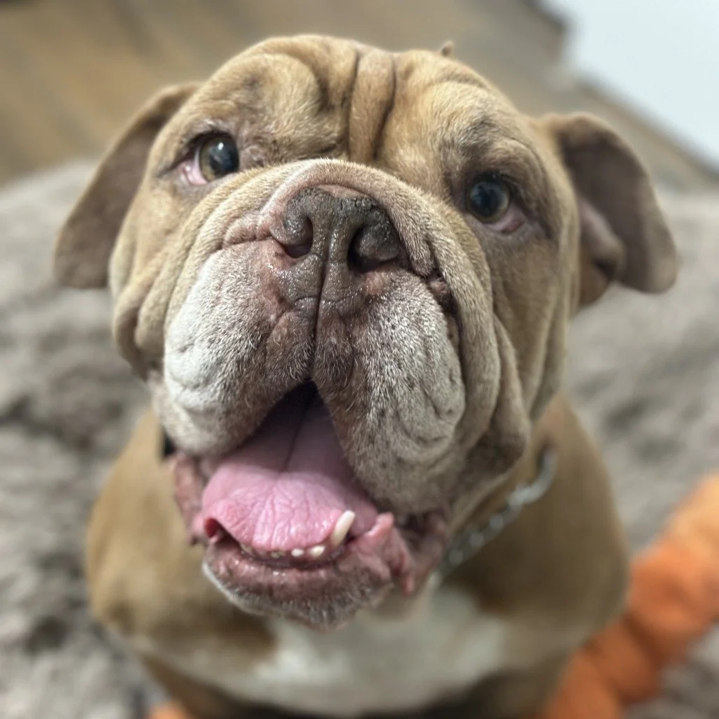 Teddy before adoption
