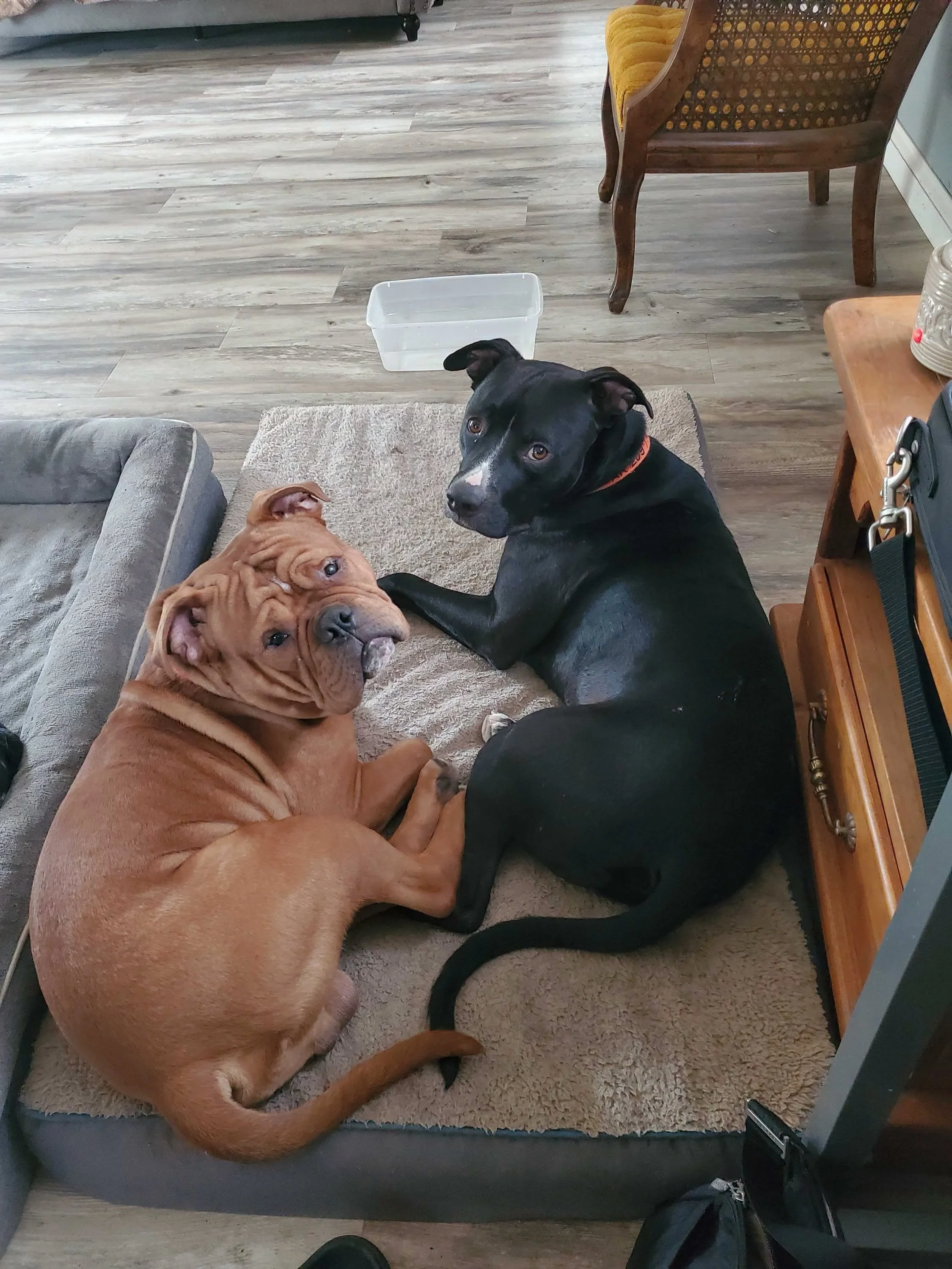 Red with new family