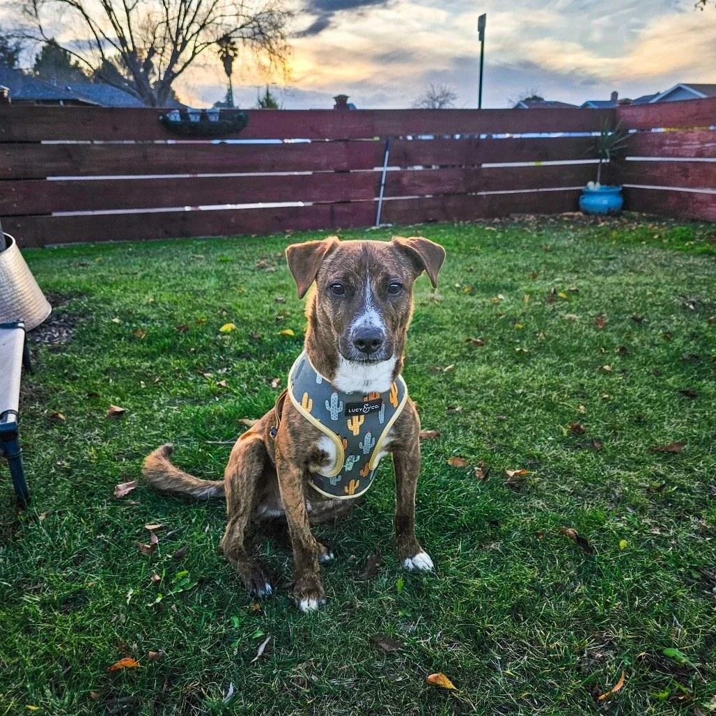 Stripes before adoption