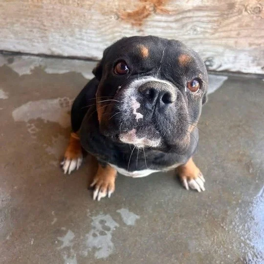 Bridgette before adoption