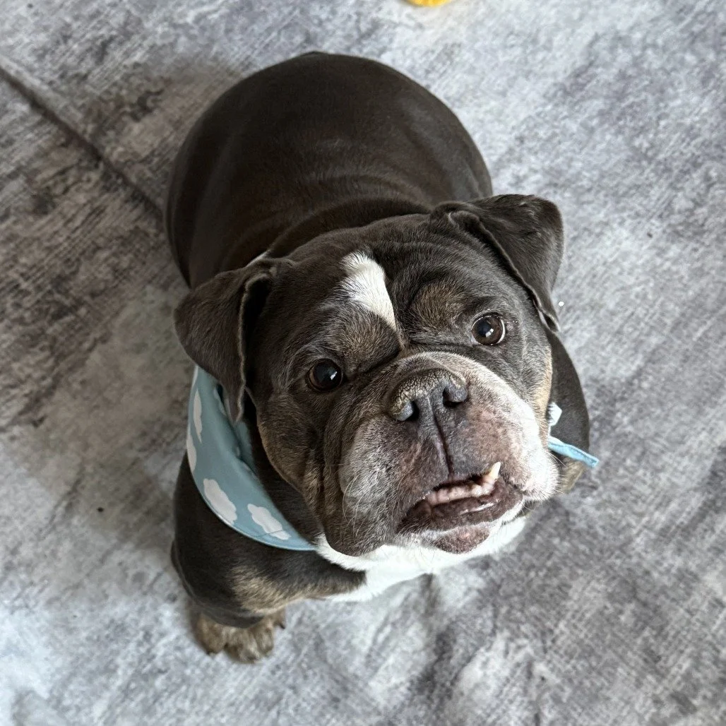 Butters before adoption