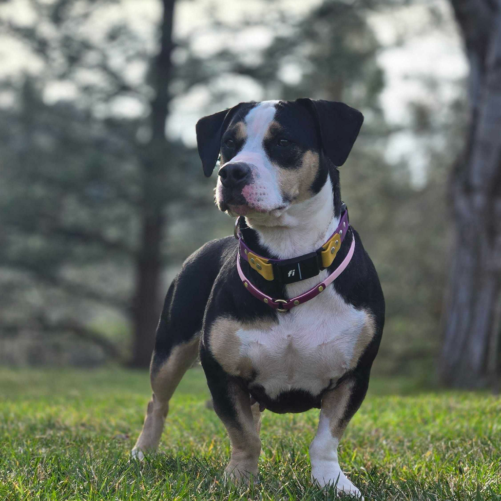 Almond Joy before adoption