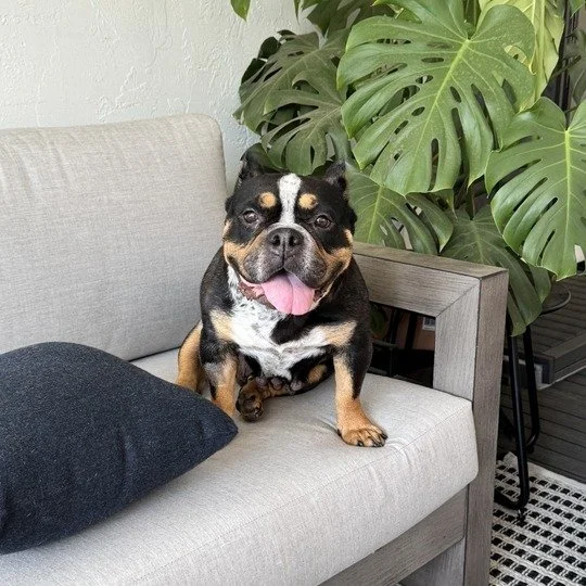 Bessie before adoption
