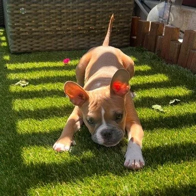 Blossom before adoption