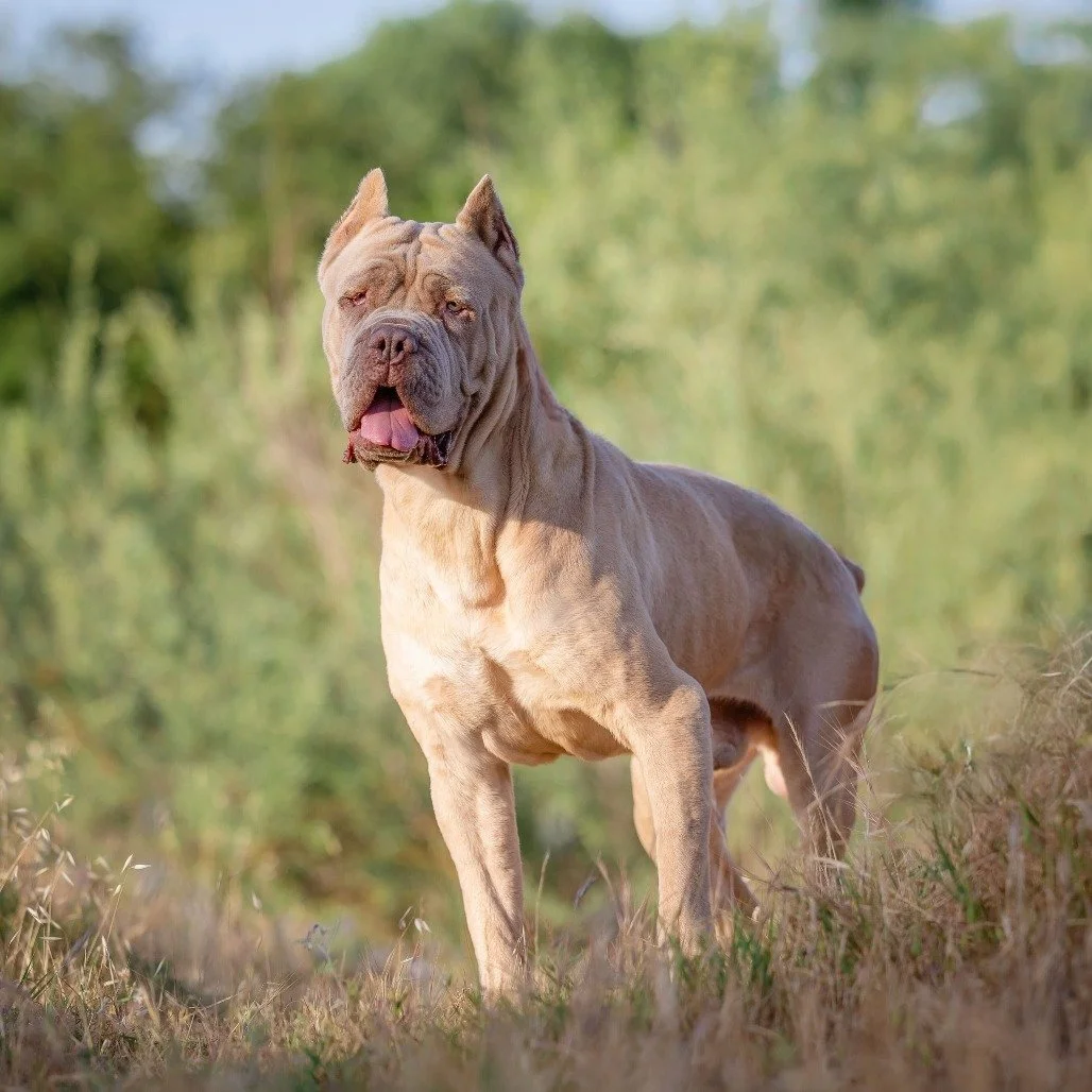 Hercules before adoption