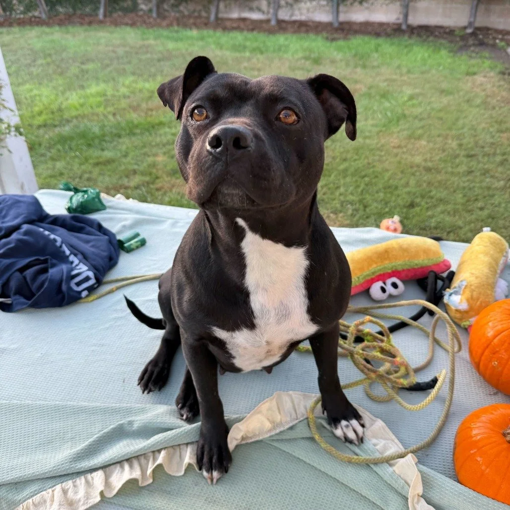 Fanny before adoption