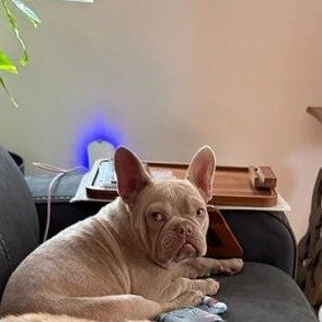 Crush before adoption