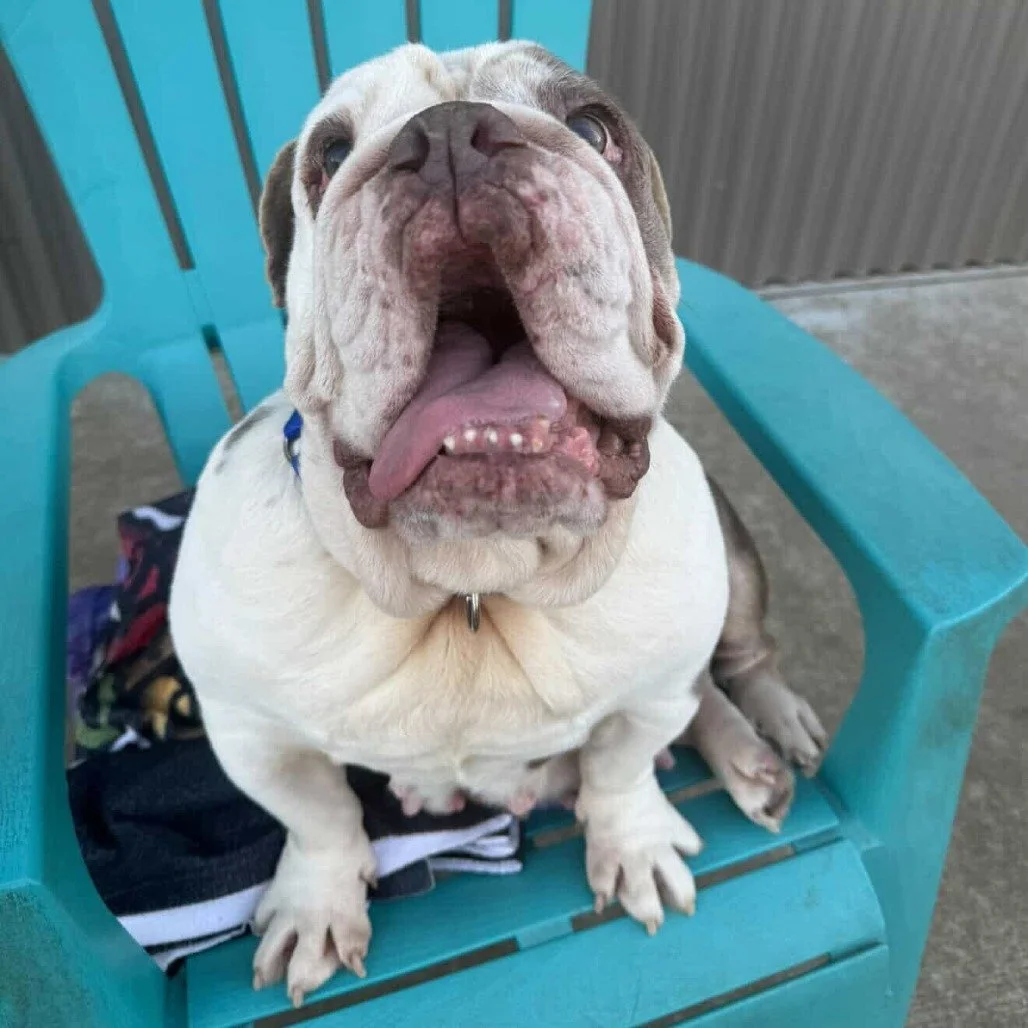 Lizzo before adoption