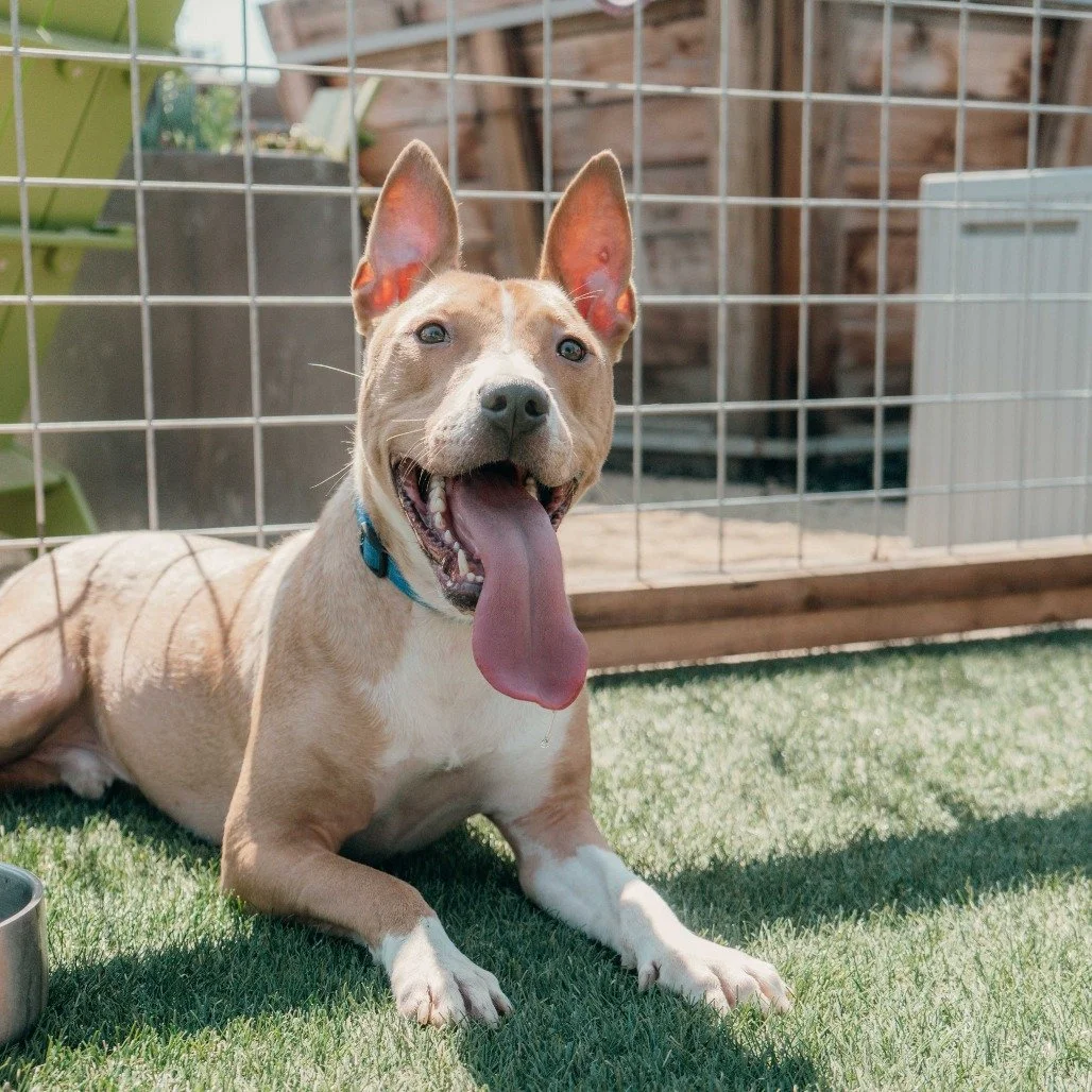 Titus before adoption
