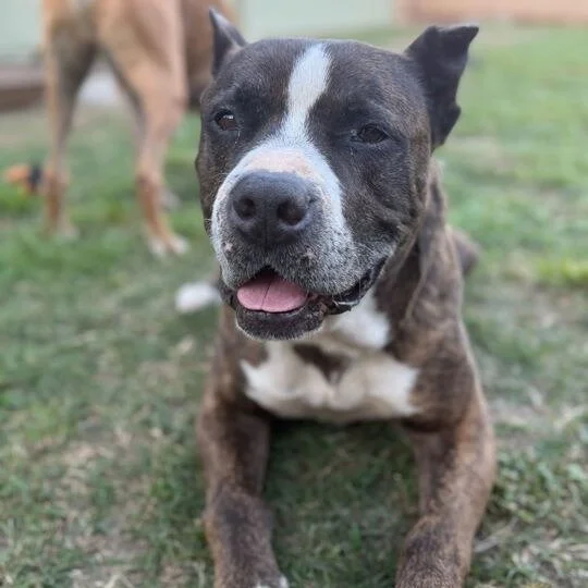 Hank before adoption