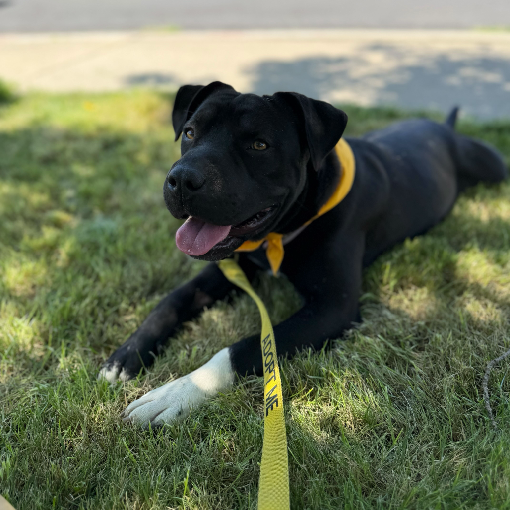Maggie before adoption